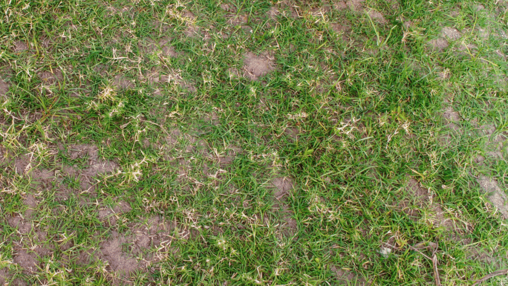 błędy pielęgnacji trawniak